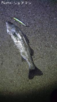 シーバス-2025-12-17&nbsp;16:50