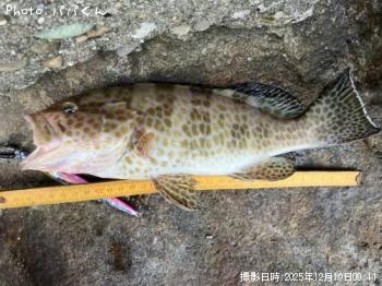 オオモンハタ-2025-12-19&nbsp;9:11