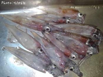 ヤリイカ-2025-12-20&nbsp;21:1