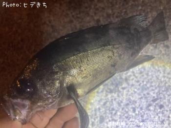 メバル-2025-12-20&nbsp;23:52