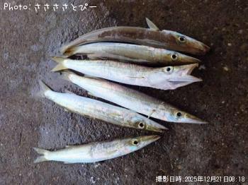 カマス-2025-12-21&nbsp;8:18