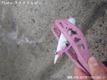 カマス-2025-12-21&nbsp;8:19