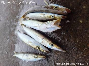 カマス-2025-12-21&nbsp;8:19