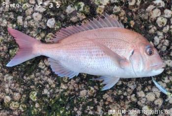 真鯛-2025-12-20&nbsp;16:59