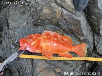 アカハタ-2025-12-20&nbsp;8:42