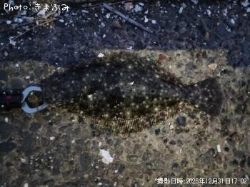 ヒラメ-2025-12-31&nbsp;17:2