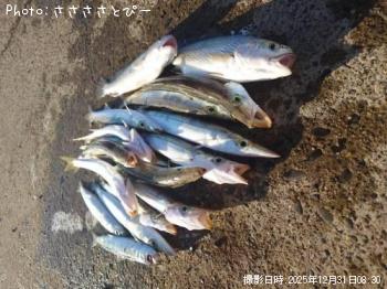 カマス＆イシモチ＆マイワシ-2025-12-31&nbsp;5:47