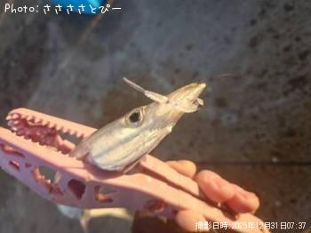 カマス＆イシモチ＆マイワシ-2025-12-31&nbsp;5:47