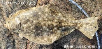 ヒラメ-2025-12-30&nbsp;14:16