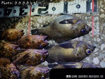 メバル＆カサゴ-2026-1-3&nbsp;3:33