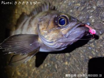 メバル＆カサゴ-2026-1-3&nbsp;3:33