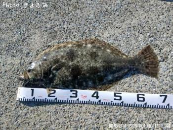 ヒラメ-2026-1-4&nbsp;13:44