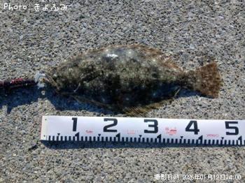 ヒラメ-2026-1-12&nbsp;14:0