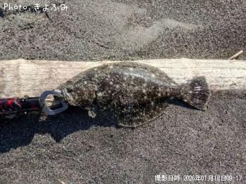 ヒラメ-2026-1-18&nbsp;9:17