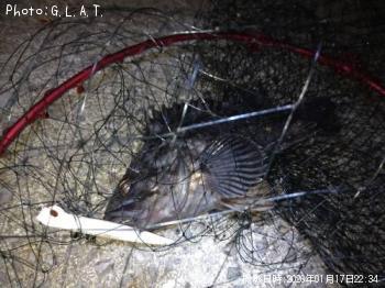 クロソイ-2026-1-17&nbsp;22:38