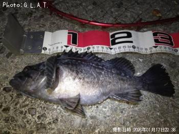 クロソイ-2026-1-17&nbsp;22:38