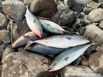 メジロ-2026-2-9&nbsp;7:40