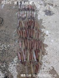 ヤリイカ-2026-2-5&nbsp;7:41