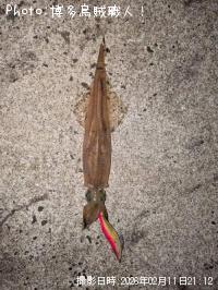 ヤリイカ-2026-2-11&nbsp;21:12