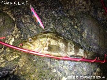 タケノコメバル