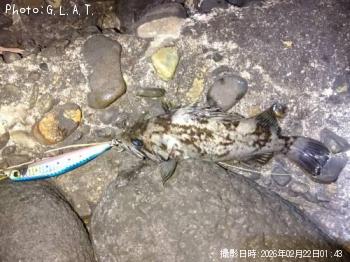 タケノコメバル