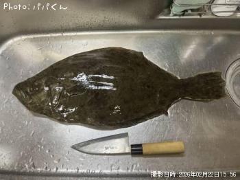 ヒラメ-2026-2-22&nbsp;15:56