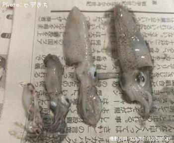 メバル-2026-3-22&nbsp;9:40