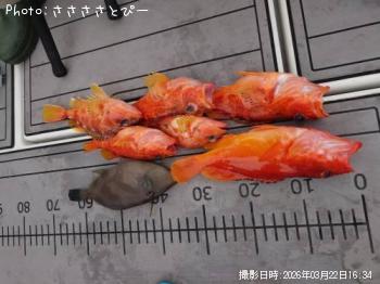 アカハタ&アヤメカサゴ&ウマズラハギ-2026-3-22&nbsp;16:34