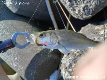 セイゴ