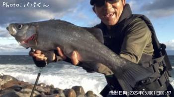 ヒラスズキ