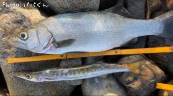 タイワンカマス