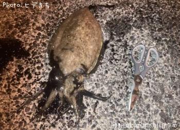 モンゴウイカ
