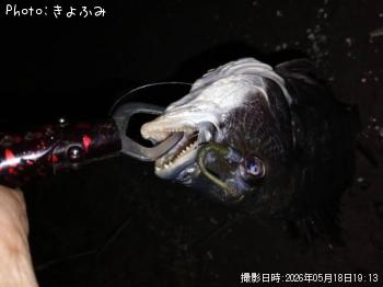 クロダイ