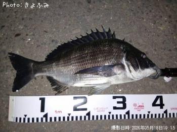 クロダイ