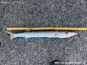 タイワンカマス