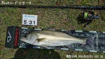 シーバス