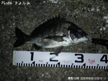 クロダイ