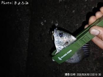 クロダイ