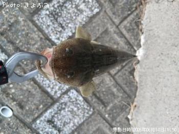 マゴチ