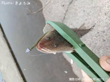 マゴチ-2026-6-14&nbsp;12:17