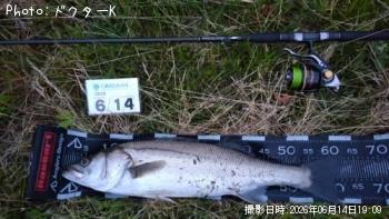 シーバス