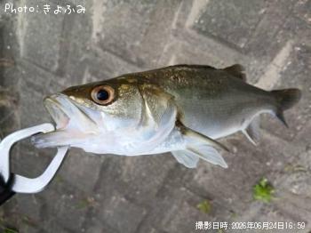 セイゴ