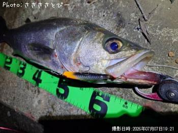 シーバス