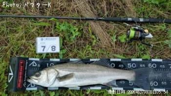 シーバス