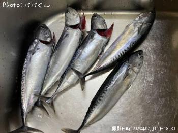 メジカ