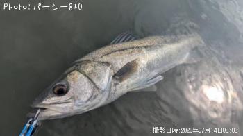 シーバス
