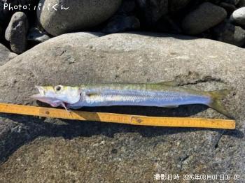 タイワンカマス