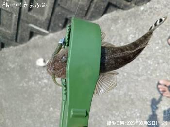 マゴチ