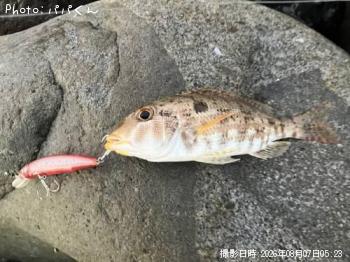 イトフエフキ