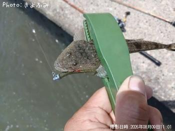 マゴチ